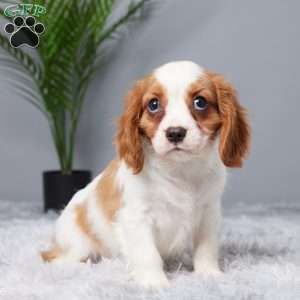 Regan, Cavalier King Charles Spaniel Puppy